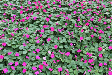 Vibrant pink periwinkle flowers in full bloom