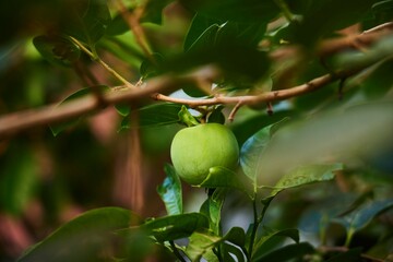 Green unripe persimmon fruit. Southern plants.