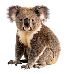 Fototapeta premium Cute koala sitting and looking at the viewer.
