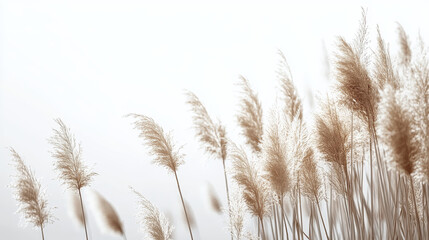 Fototapeta premium Pampas Grass. River Reeds on white background
