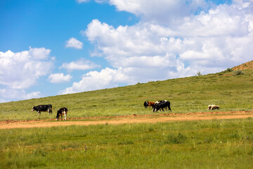 A herd of cattle on the prairie