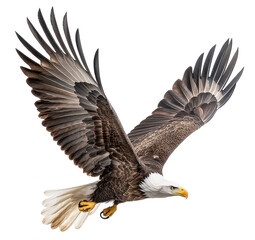 Fototapeta premium Bald eagle soaring through the sky.