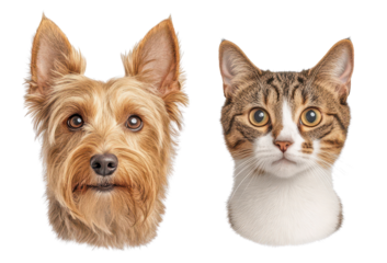 Portraits of a dog and cat side by side.