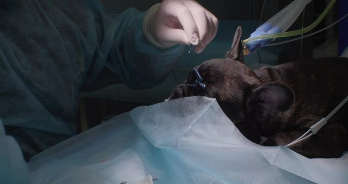Fine-tuned third eyelid surgery in a dog. A professional veterinary surgeon carefully corrects a prolapsed third eyelid in a French bulldog under general anesthesia using precise surgical techniques.