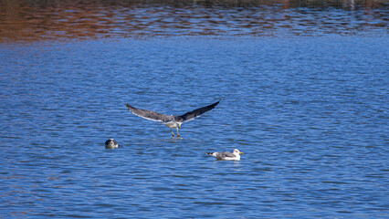 Bandas de aves acuáticas en el Lago de la Casa de Campo de Madrid