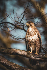 Mäusebussard (Buteo buteo)