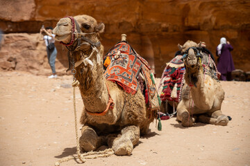 Camel resting in the desert near ancient ruins during midday sun in a historic location