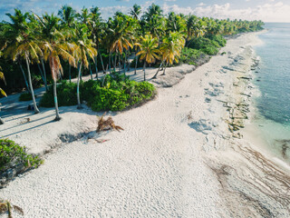 Coconut palm trees at tropical beach in Maldive island.