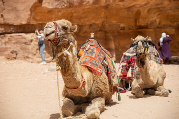 Camel resting in the desert near ancient ruins during midday sun in a historic location