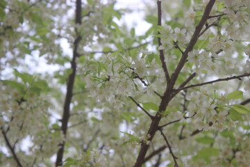 spring in the forest