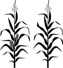 Corn stalk. Isolated corn on white background