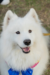 Obraz premium Samoyed dog on a lush green lawn, its fluffy white coat glowing under the natural light. The cheerful expression and sparkling eyes of the Samoyed exude friendliness and warmth