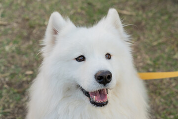 Samoyed dog on a lush green lawn, its fluffy white coat glowing under the natural light. The cheerful expression and sparkling eyes of the Samoyed exude friendliness and warmth