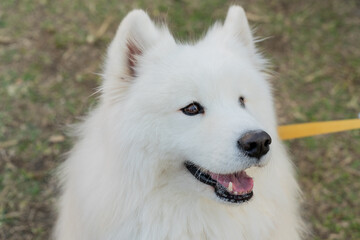 Samoyed dog on a lush green lawn, its fluffy white coat glowing under the natural light. The cheerful expression and sparkling eyes of the Samoyed exude friendliness and warmth