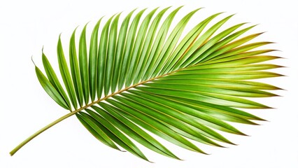 Obraz premium Isolated Tropical Dry Palm Leaf on White Background - Stock Photo