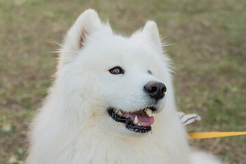 Spend a wonderful weekend afternoon with Samoyed in comfortable weather