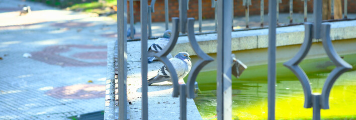 Columba livia 
