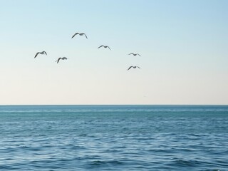 A calm sea with a few seagulls flying overhead, natural beauty, seagulls