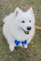 Spend a wonderful weekend afternoon with Samoyed in comfortable weather