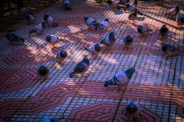 Columba livia 