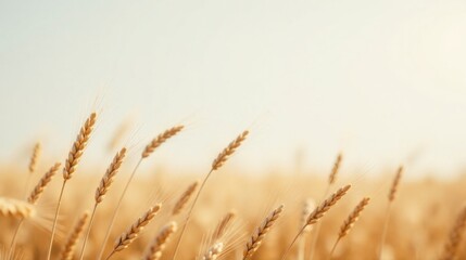Fototapeta premium Golden Wheat Field A Serene Landscape of Ripe Grain Under a Sunny Sky
