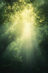 Sunlight filtering through lush green forest canopy creating ethereal atmosphere