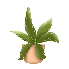 plant in a pot