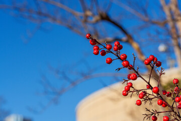 青空に映える赤い実
Red Berries Against a Clear Blue Sky
