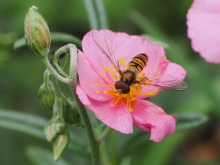 Bzyg prążkowany (Episyrphus balteatus) na różowym kwiatku w ogrodzie © Nature Observatory