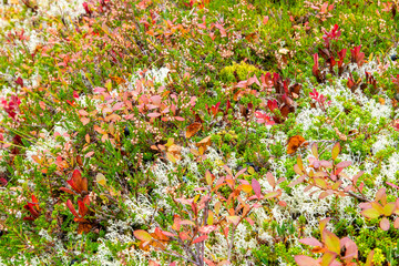 Image filling close up view as background of colorful heathland or bogland with wildflowers and...
