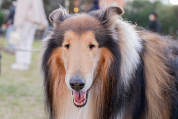 A beautiful Shetland Sheepdog, or Sheltie, sits gracefully on a lush green lawn, its tricolor coat...