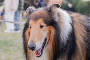 Fototapeta premium A beautiful Shetland Sheepdog, or Sheltie, sits gracefully on a lush green lawn, its tricolor coat glistening in the sunlight. The dog’s intelligent eyes and gentle demeanor radiate warmth and loyalty