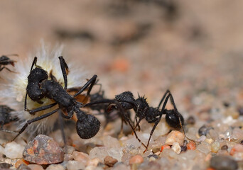 leaf-cutter ants bringing food to their nest