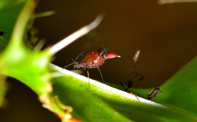 aphids feeding on the sap of a stem