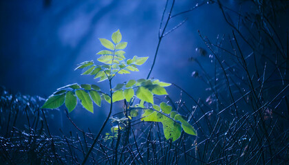 A branch with green leaves on a blue background with dry branches.