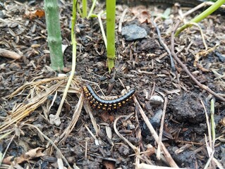 Harpaphe haydeniana or spotted millipede is undergoing the process of reproduction 