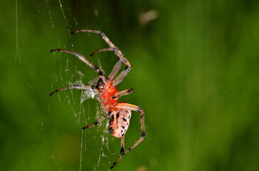 spider in its web lurking