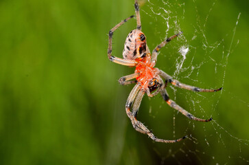 spider in its web lurking