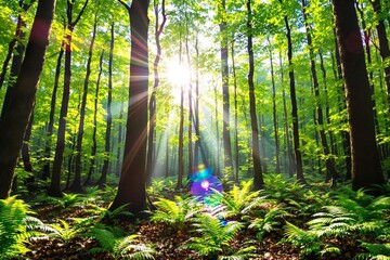 Sunlight streaming through lush green forest trees with ferns on the forest floor.