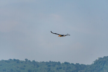 Telephoto of a Marabou Stork - Leptoptilos crumenifer- in flight. Image from the Ngorogoro Crater in Tanzania
