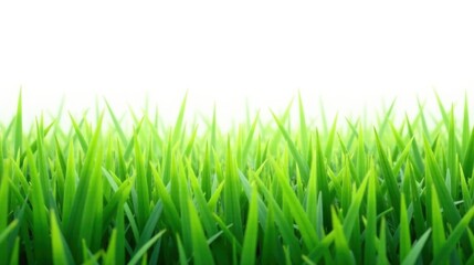 Obraz premium Vibrant Green Blades of Grass Against a Bright White Background, Perfect for Nature-Themed Designs and Projects