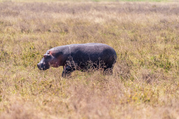 Telephoto of a hippopotamus, Hippopotamus amphibius, grazing near Lake magadi, at the bottom of the...