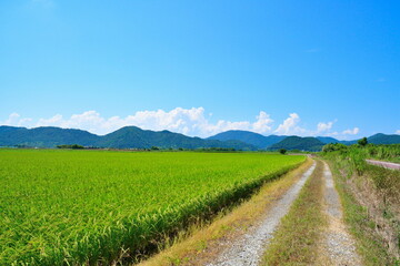西の湖サイクリングロード（滋賀県）