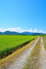 西の湖サイクリングロード（滋賀県）