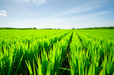 Obraz premium Lush rice field with neat rows of greenery stretching to the horizon under a bright sunny sky. Selective focus, blurred background.