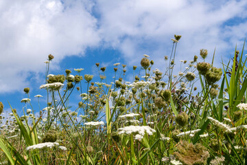 Obraz premium Low angle view of Wild Carrot plants (Daucus Carota) and other wildflowers and grasses against a background of blue sky and white clouds