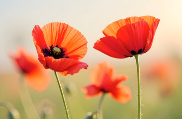 Fototapeta premium Bright red poppies illuminated by sunlight standing gracefully in a soft-focus meadow perfect for botanical photography, floral decor, and nature-inspired designs. Selective focus