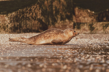 Dutch Common Seal on the beach in Scheveningen
