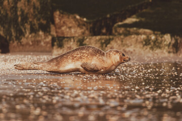 Dutch Common Seal on the beach in Scheveningen