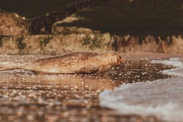 Dutch Common Seal on the beach in Scheveningen
